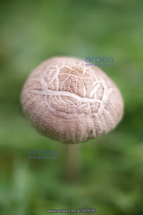 : Toadstool in lawn - Norfolk UK : Toadstool in lawn - Norfolk UK