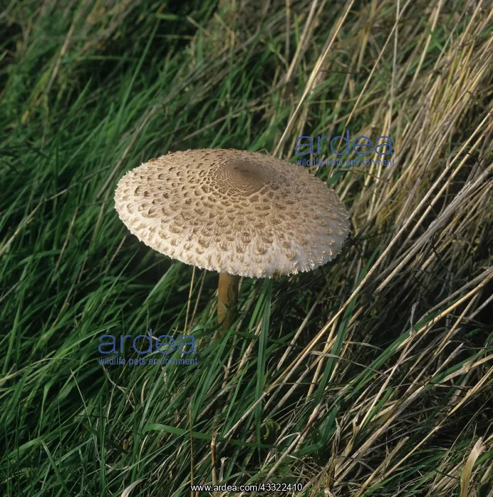 : Toadstool (Lepiota friesii) : Toadstool (Lepiota friesii)