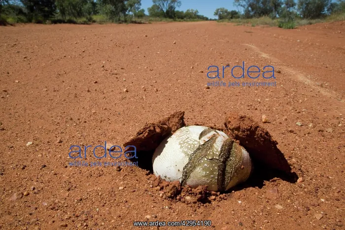 : Toadstool - pushed up the road surface on an outback road : Toadstool - pushed up the road surface on an outback road