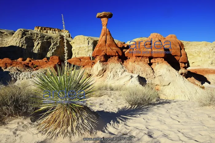 : Toadstool rock formations, Kanab, Utah, USA, North : Toadstool rock formations, Kanab, Utah, USA, North