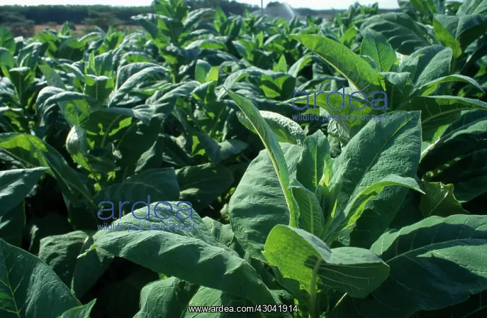 : Tobacco, Nicotiana tabacum : Tobacco, Nicotiana tabacum