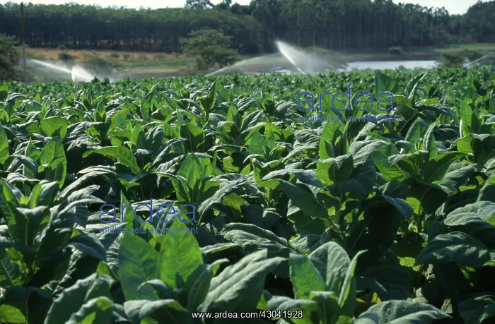 : Tobacco, Nicotiana tabacum : Tobacco, Nicotiana tabacum