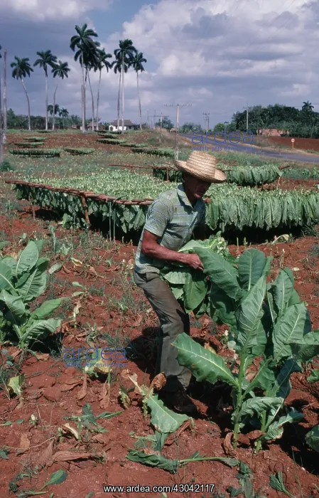 : Tobacco, Nicotiana tabacum : Tobacco, Nicotiana tabacum