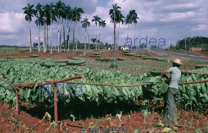 : Tobacco, Nicotiana tabacum : Tobacco, Nicotiana tabacum