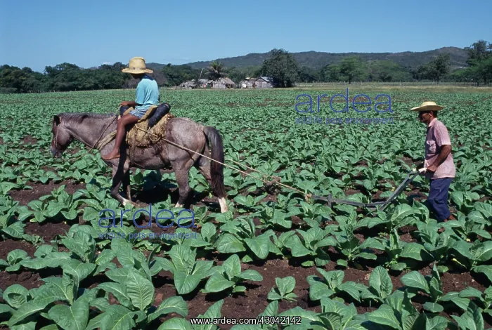 : Tobacco, Nicotiana tabacum : Tobacco, Nicotiana tabacum