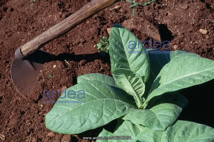 : Tobacco, Nicotiana tabacum : Tobacco, Nicotiana tabacum