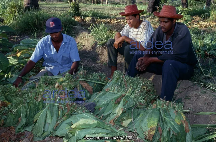 : Tobacco, Nicotiana tabacum : Tobacco, Nicotiana tabacum