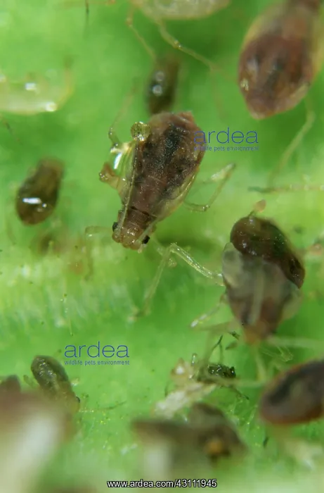 : Tobacco aphids : Tobacco aphids