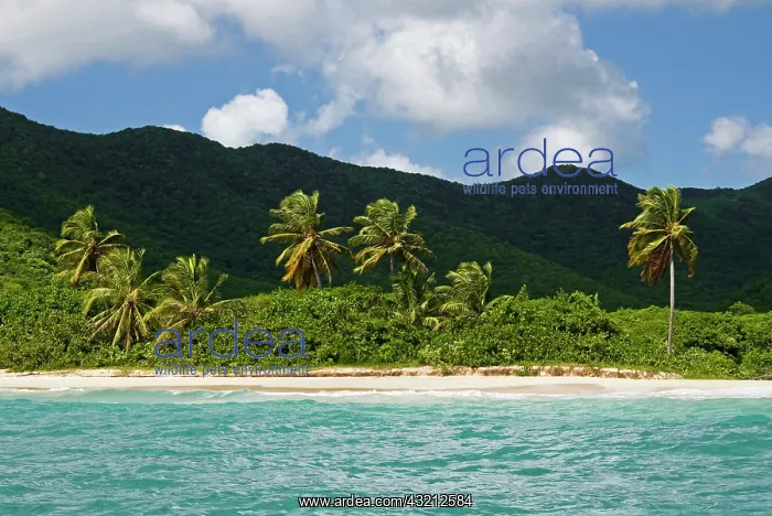 : Tobacco Beach, South East Coast, Antigua : Tobacco Beach, South East Coast, Antigua