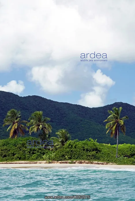 : Tobacco Beach, South East Coast, Antigua : Tobacco Beach, South East Coast, Antigua