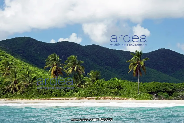 : Tobacco Beach, South East Coast, Antigua : Tobacco Beach, South East Coast, Antigua