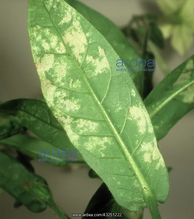 : Tobacco blue mold : Tobacco blue mold