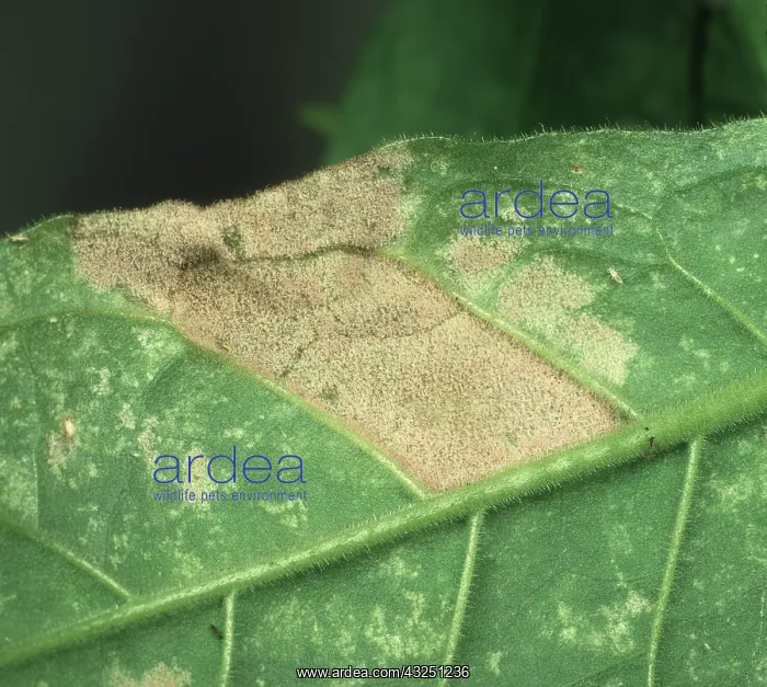 : Tobacco blue mold : Tobacco blue mold