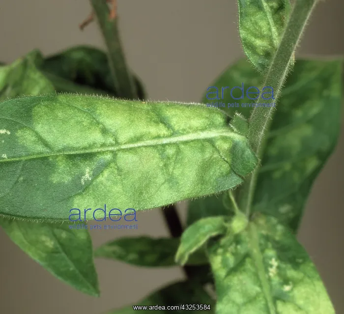 : Tobacco blue mold : Tobacco blue mold