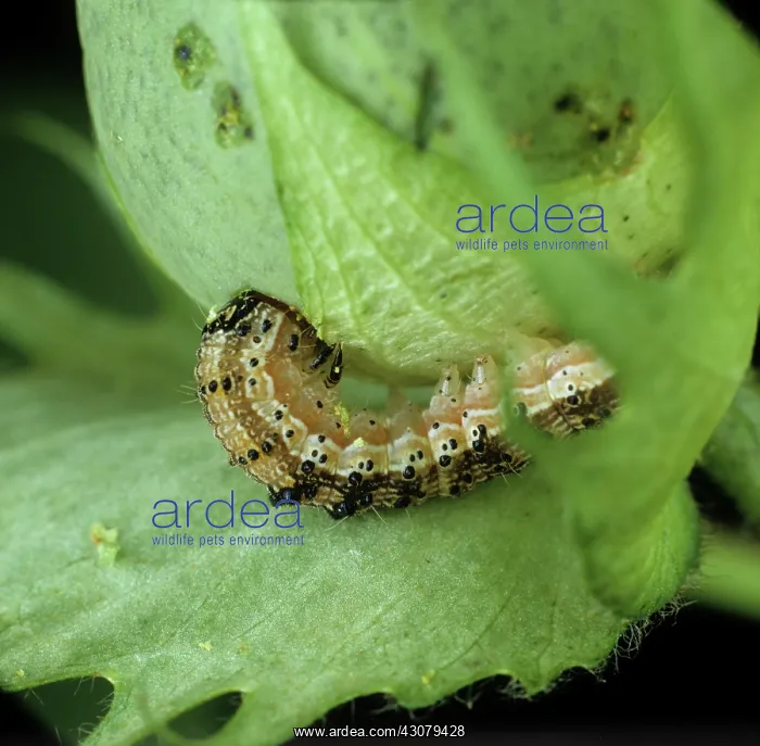 : Tobacco budworm : Tobacco budworm