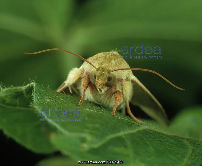 : Tobacco budworm : Tobacco budworm