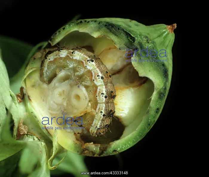 : Tobacco budworm : Tobacco budworm