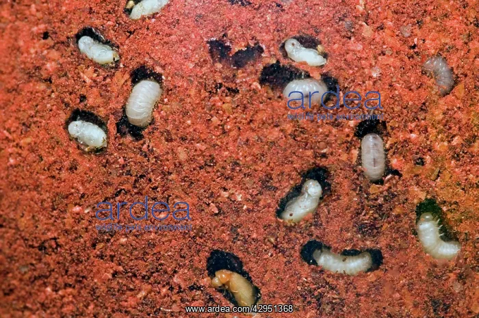 : Tobacco / Cigarette Beetle larvae and pupae in : Tobacco / Cigarette Beetle larvae and pupae in