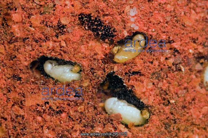 : Tobacco / Cigarette Beetle larvae and pupae in : Tobacco / Cigarette Beetle larvae and pupae in