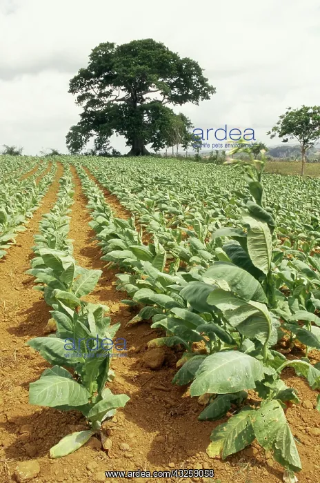 : Tobacco Field : Tobacco Field