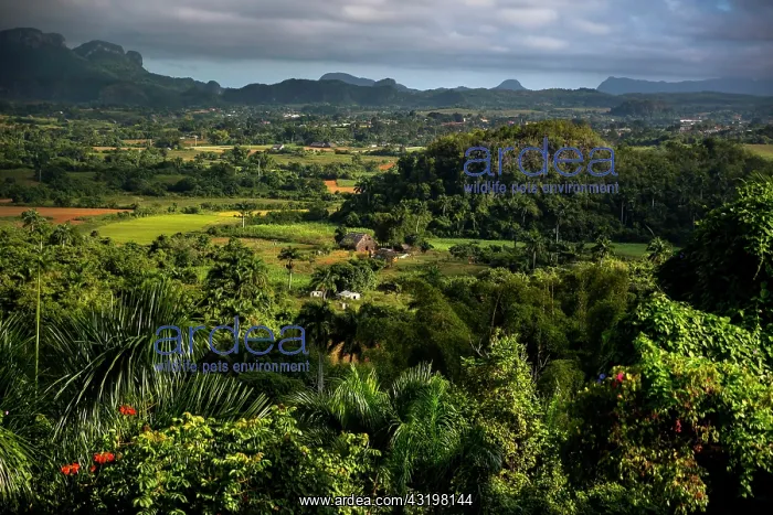 : Tobacco fields and the Mogotes karst mountains : Tobacco fields and the Mogotes karst mountains