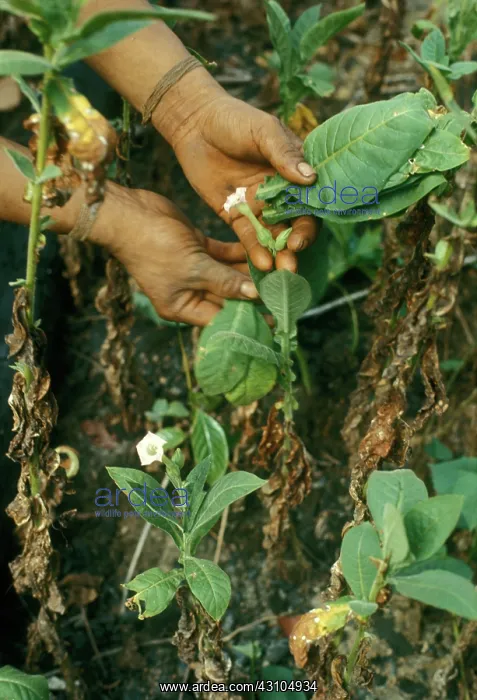 : Tobacco Harvest in Venezuela : Tobacco Harvest in Venezuela
