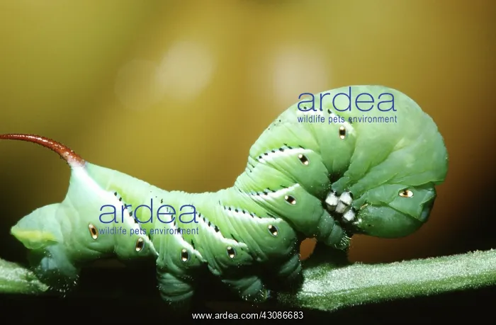 : Tobacco Hornworm : Tobacco Hornworm