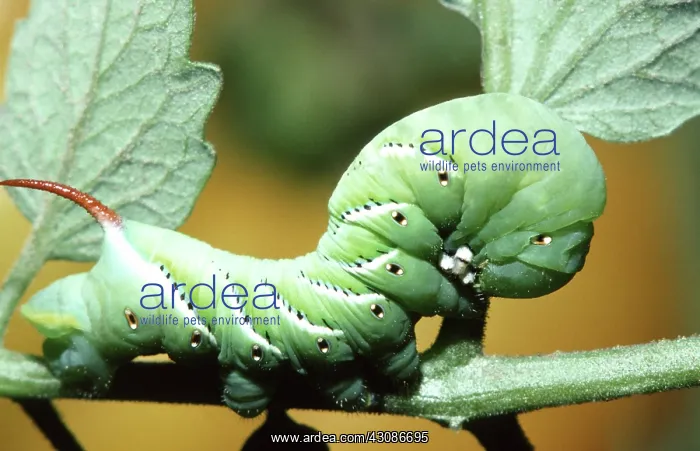 : Tobacco Hornworm : Tobacco Hornworm