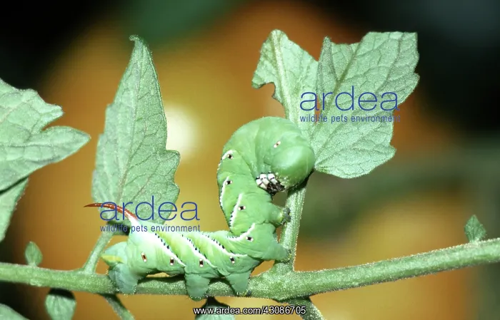 : Tobacco Hornworm : Tobacco Hornworm