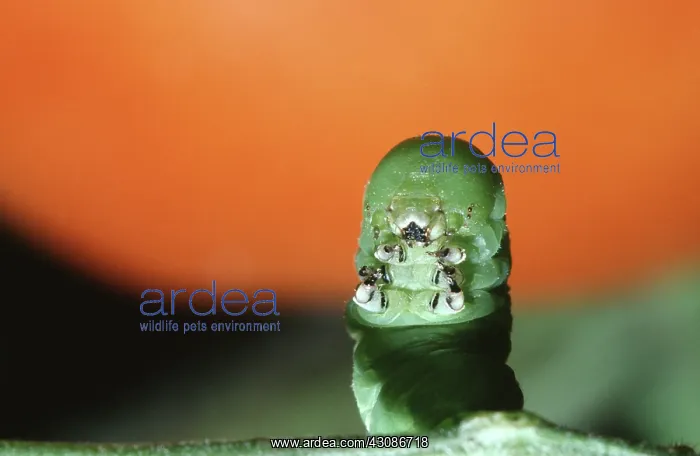 : Tobacco Hornworm : Tobacco Hornworm
