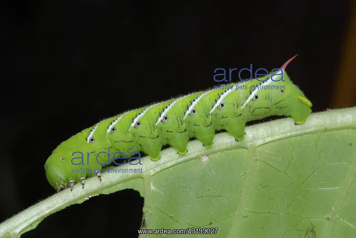: Tobacco hornworm : Tobacco hornworm