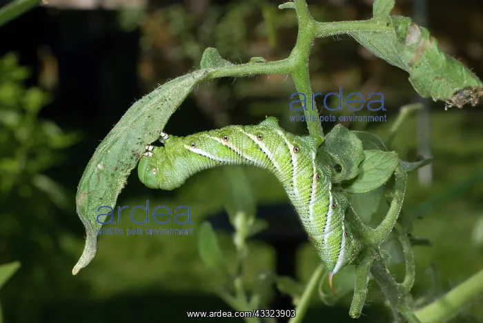 : Tobacco Hornworm : Tobacco Hornworm