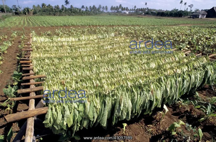 : Tobacco Leaves Drying, Cuba : Tobacco Leaves Drying, Cuba