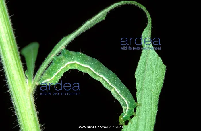 : Tobacco looper moth larva - parasitised by a wasp : Tobacco looper moth larva - parasitised by a wasp