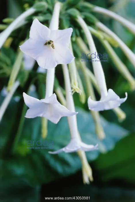 : Tobacco Plant : Tobacco Plant