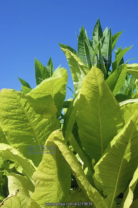 : Tobacco Plant : Tobacco Plant