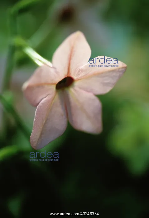 : Tobacco plant : Tobacco plant
