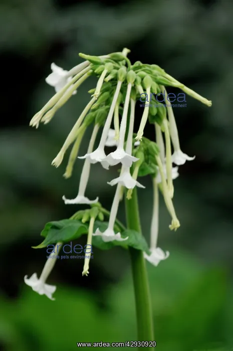 : Tobacco Plant. Borne in clusters in late summer : Tobacco Plant. Borne in clusters in late summer