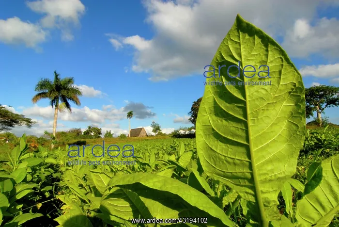 : Tobacco plants in a field, palm tree at back, Vinales : Tobacco plants in a field, palm tree at back, Vinales