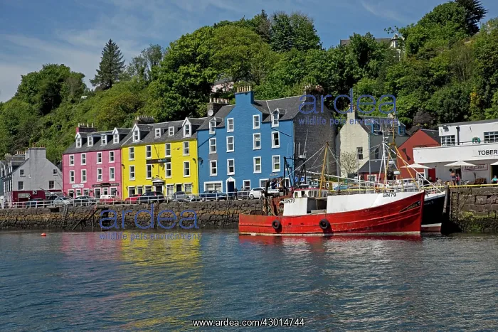 : Tobermory Harbour : Tobermory Harbour