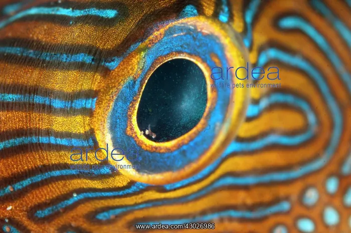 : Toby Eye Seraya shore dive site, Bali, Indonesia : Toby Eye Seraya shore dive site, Bali, Indonesia