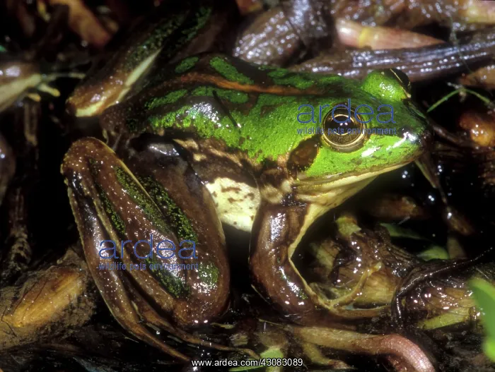 : Tocantins River Pseudid Frog : Tocantins River Pseudid Frog