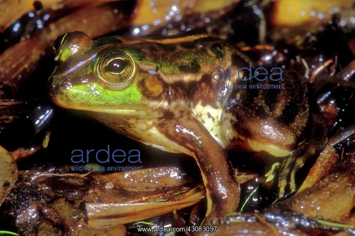 : Tocantins River Pseudid Frog : Tocantins River Pseudid Frog