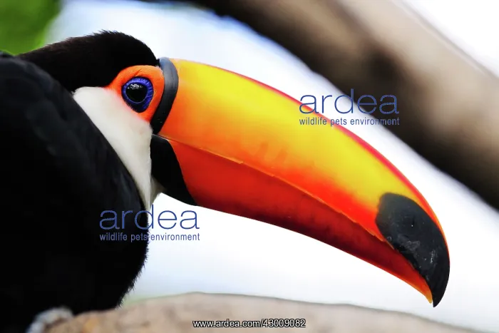 : Toco / Common Toucan : Toco / Common Toucan