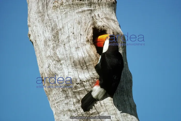  : Toco Toucan