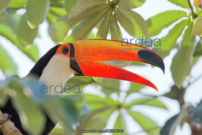 : Toco Toucan : Toco Toucan