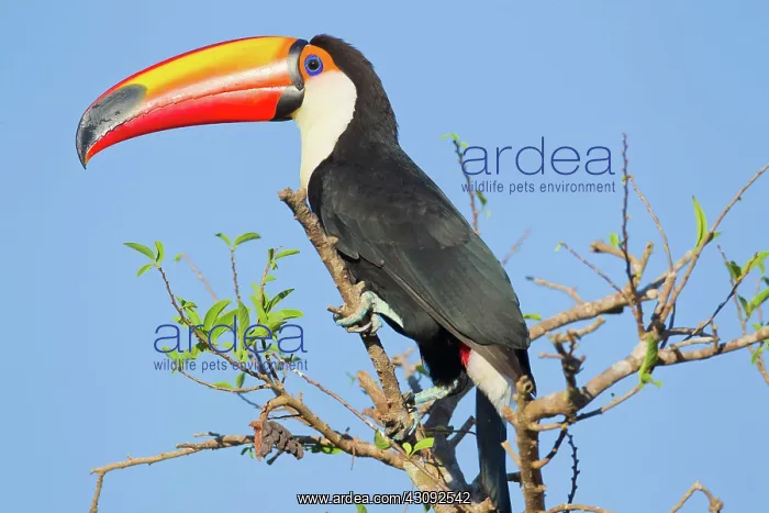 : Toco Toucan : Toco Toucan