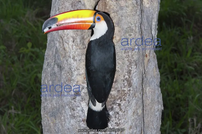 : Toco Toucan : Toco Toucan
