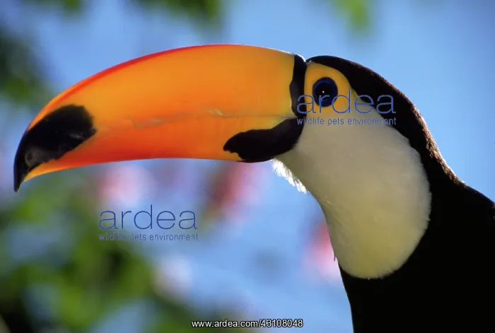 : Toco toucan : Toco toucan