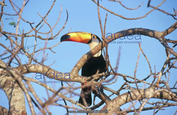 : Toco Toucan : Toco Toucan